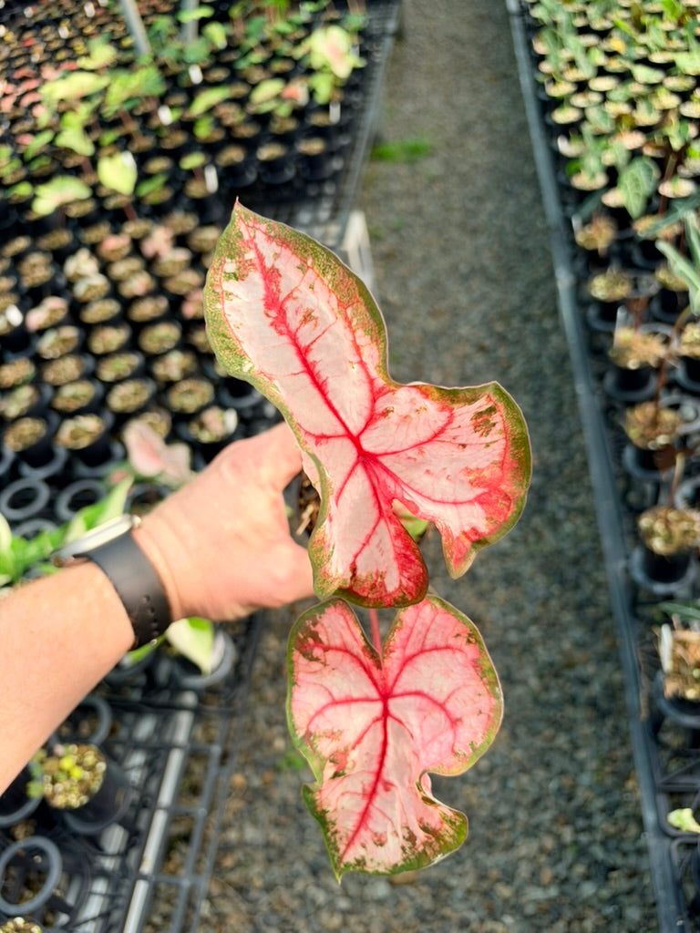 Handpicked #78 - Caladium Bicolor - Apple Blossom