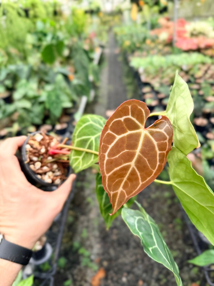 Handpicked #140 - Anthurium Crystallinum - Multi Headed