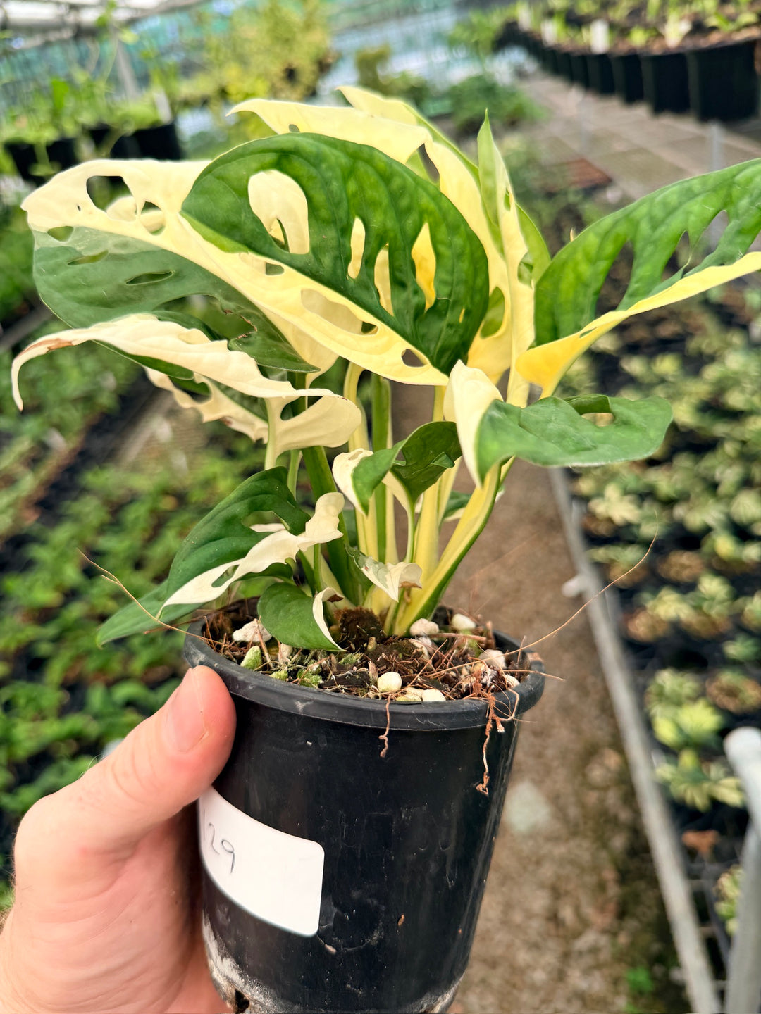 Handpicked #129 - Monstera Adansonii - Monkey Mask - Variegated Albo - Double Planted