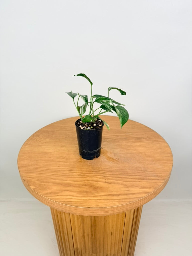 Epipremnum Pinnatum - Variegata Albo
