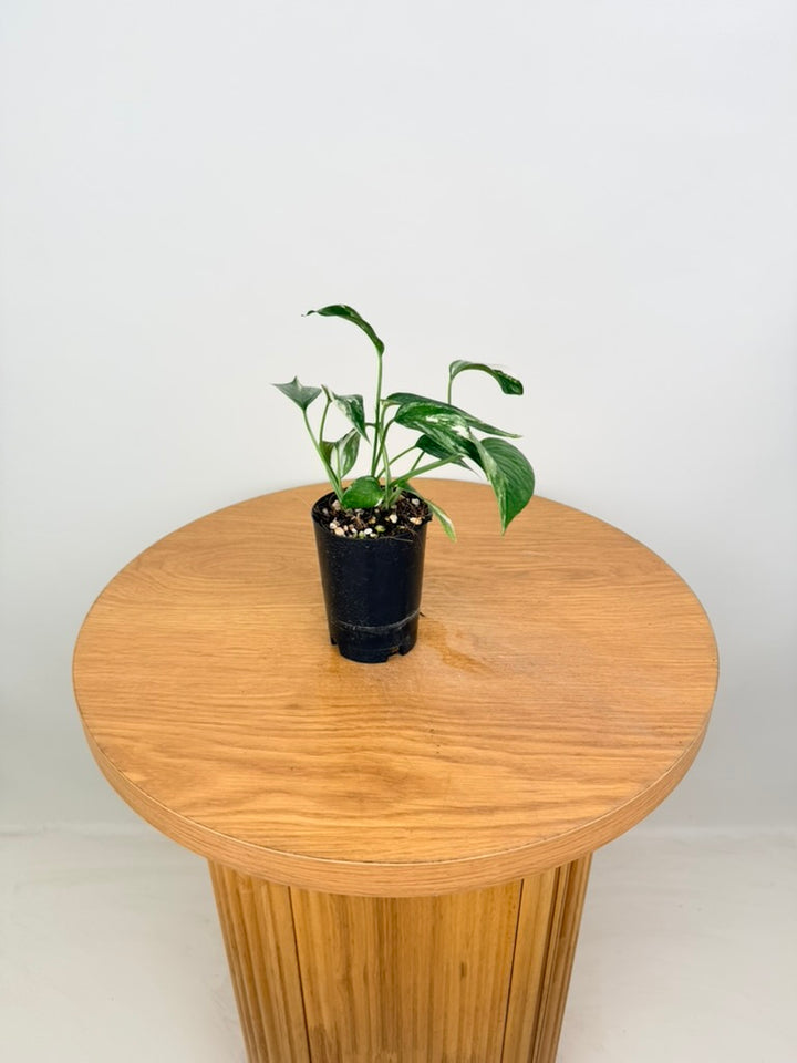Epipremnum Pinnatum - Variegata Albo