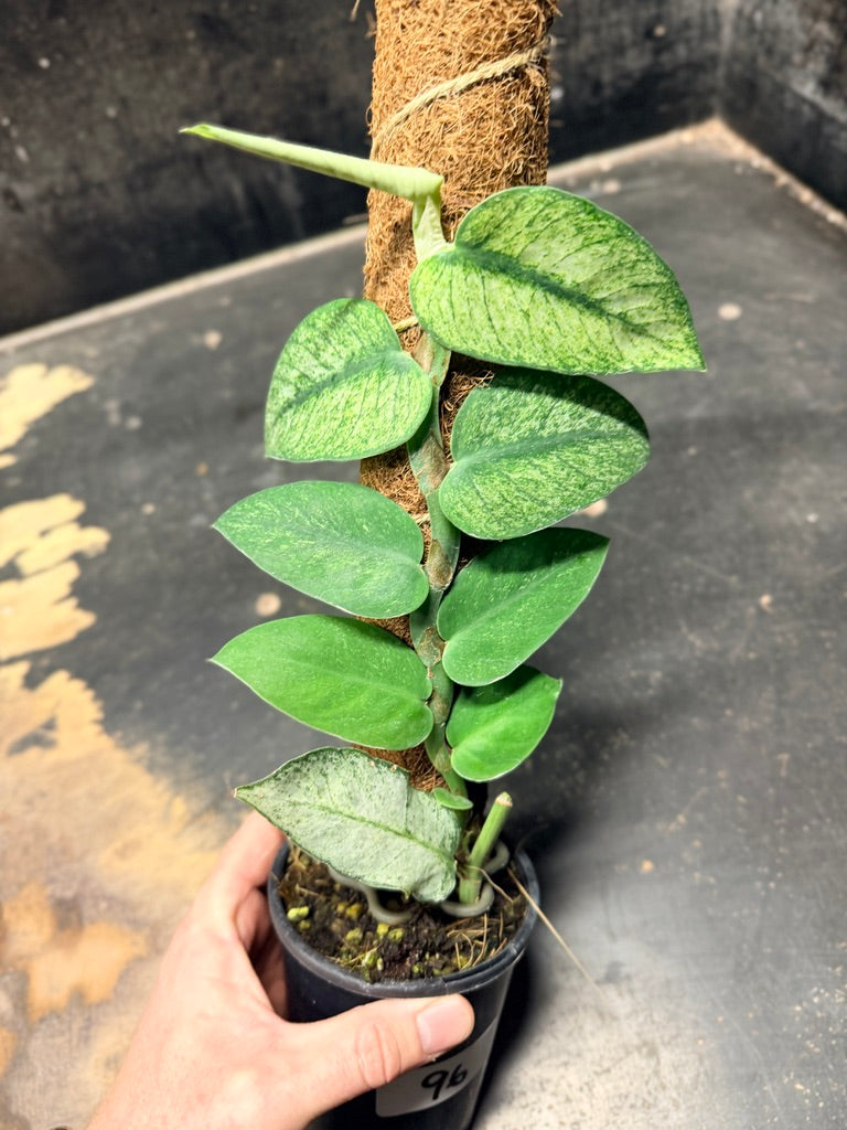 Handpicked #96 - Rhaphidophora Hongkongensis Mint Totem - 100mm Pot