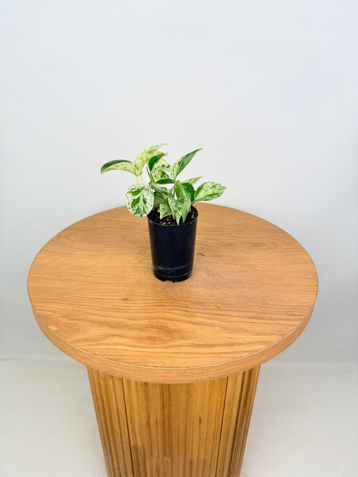 Epipremnum Aureum - Marble Queen
