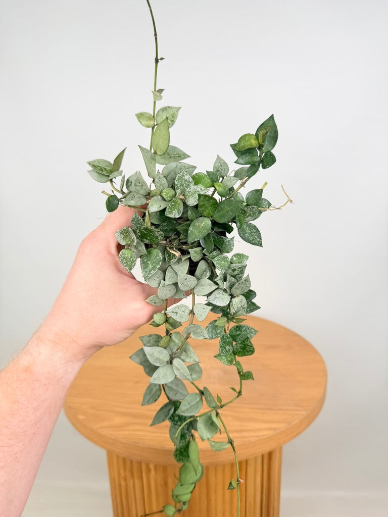 Hoya Krohniana - Super Silver