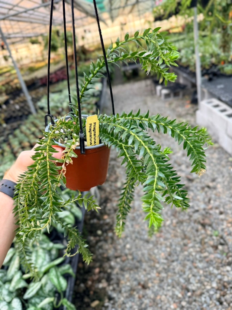 Handpicked #2 - Phlegmariurus Phlegmarioides X Phlegmariurus Ledermannii - Tassel Fern