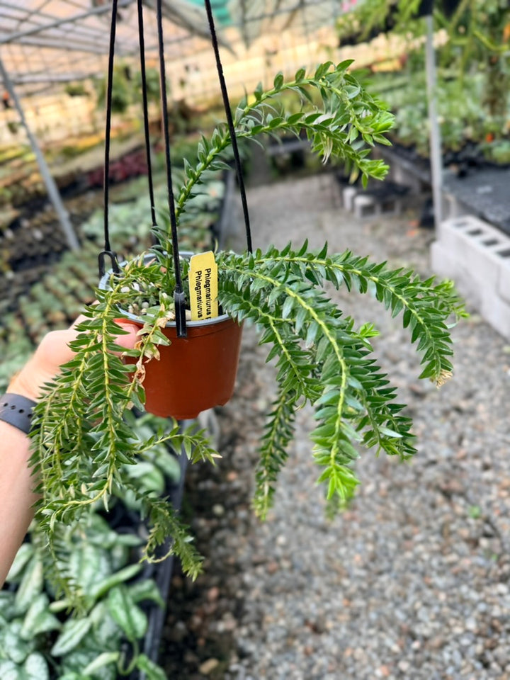 Handpicked #2 - Phlegmariurus Phlegmarioides X Phlegmariurus Ledermannii - Tassel Fern