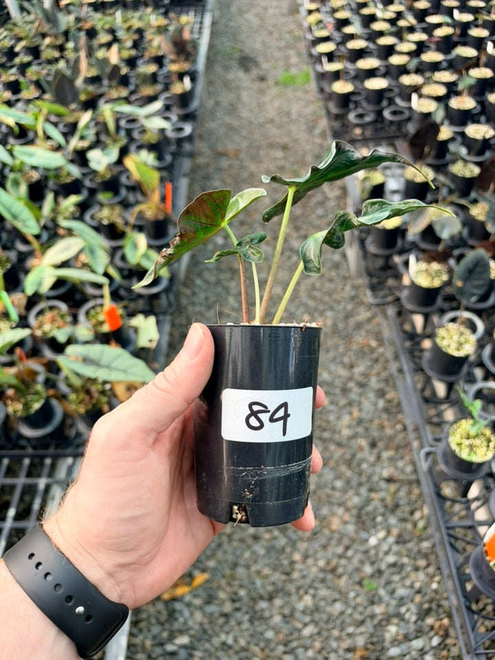 Handpicked #84 - Alocasia Loco