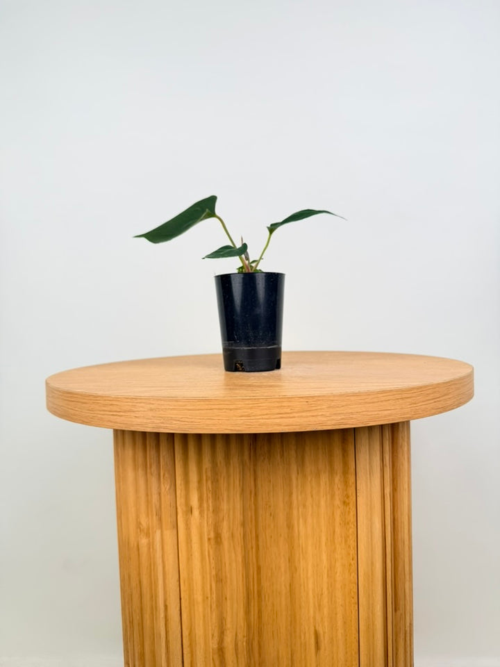 Anthurium Portillae