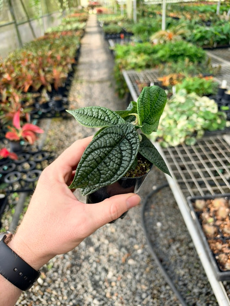 Handpicked #92 - Piper Parmatum