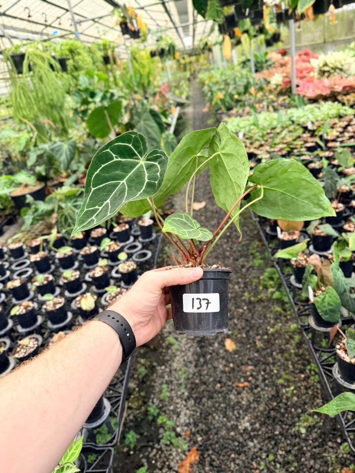 Handpicked #137 - Anthurium Crystallinum - Multi Headed