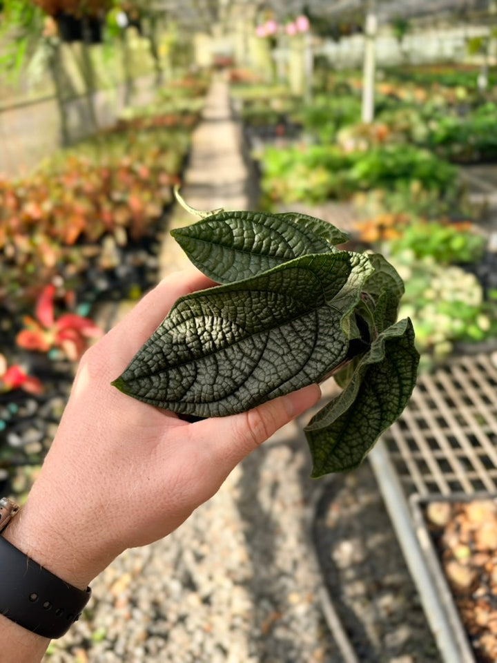 Handpicked #91 - Piper Parmatum
