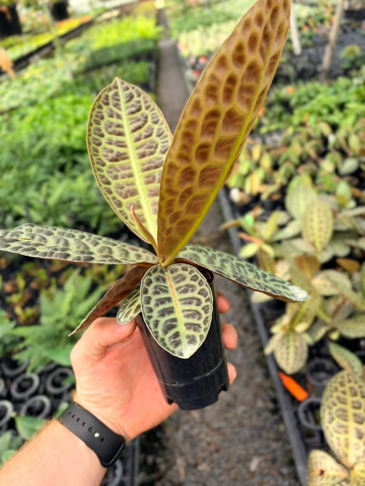 Handpicked #96 - Labisia Beccarii - Turtleback