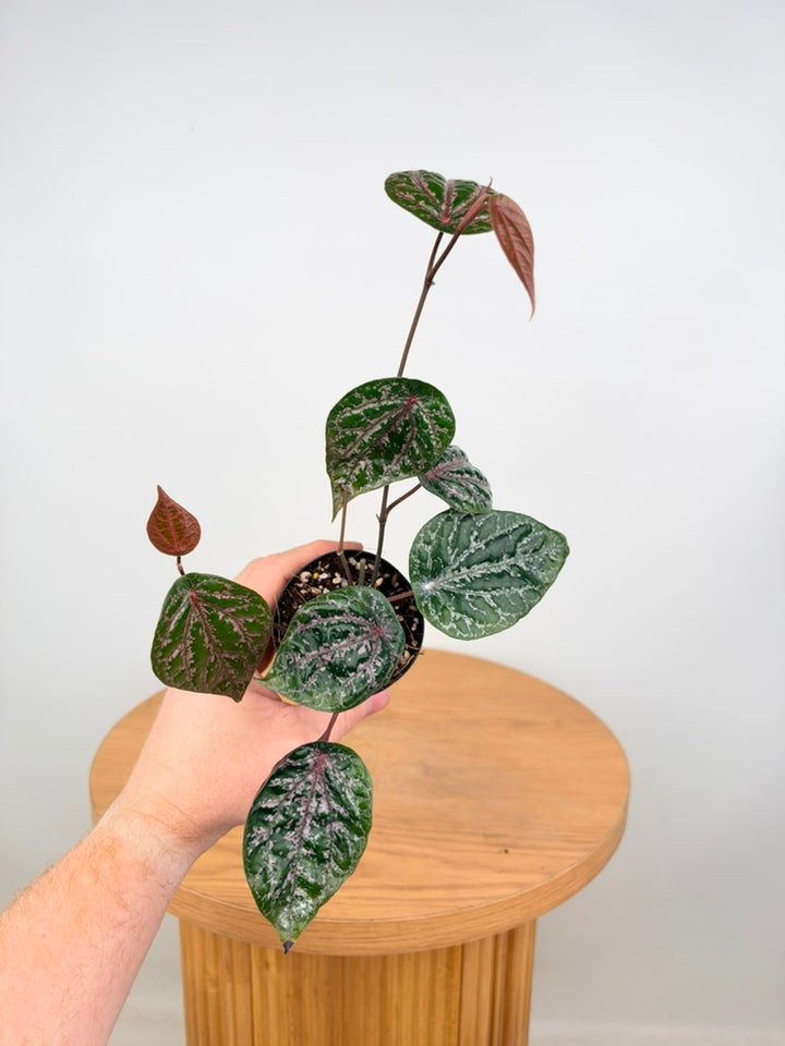 Piper Crocatum