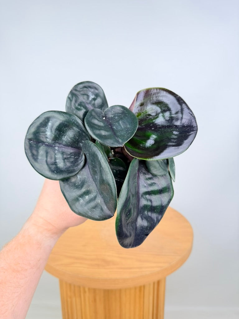 Geogenanthus ciliatus Midnight Pearl tropical foliage plant