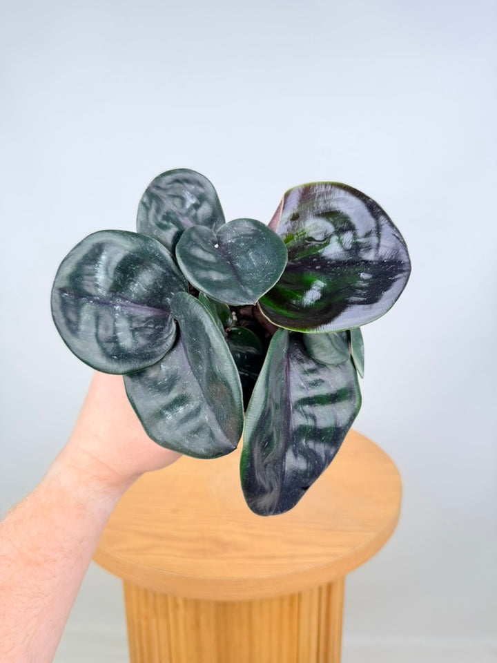 Geogenanthus ciliatus Midnight Pearl tropical foliage plant