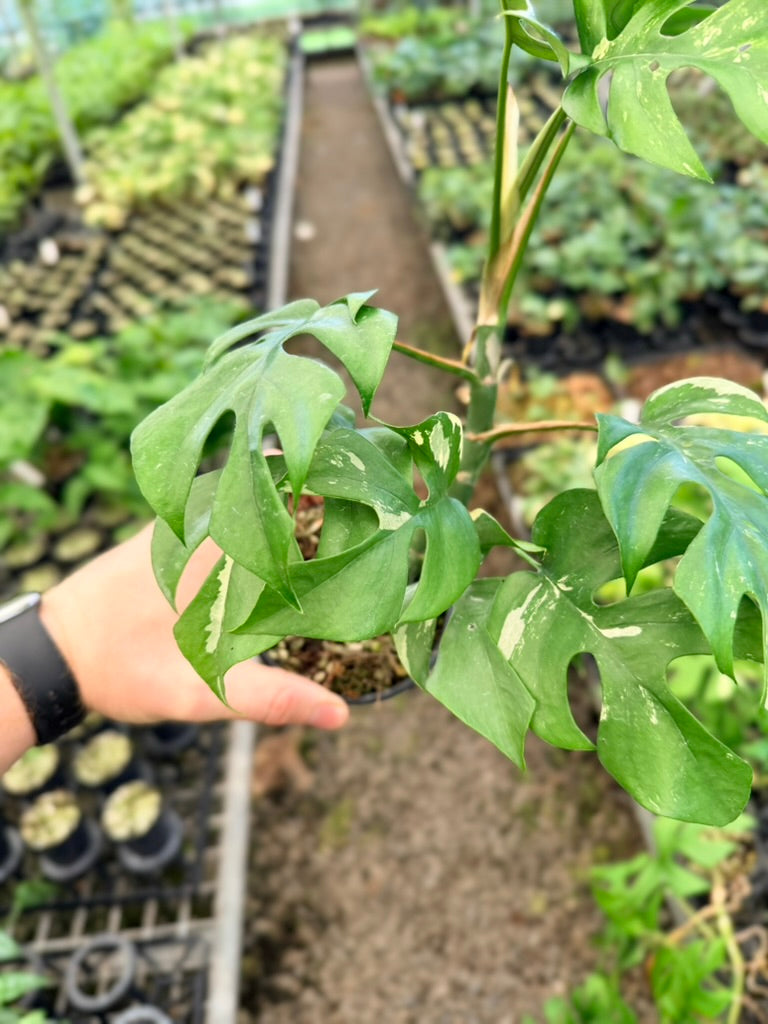 Handpicked #14 -  Rhaphidophora Tetrasperma Variegata Albo