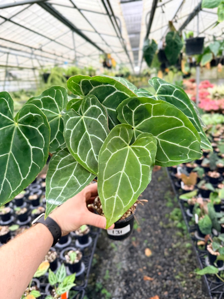 Handpicked #131 - Anthurium Crystallinum - Multi Headed