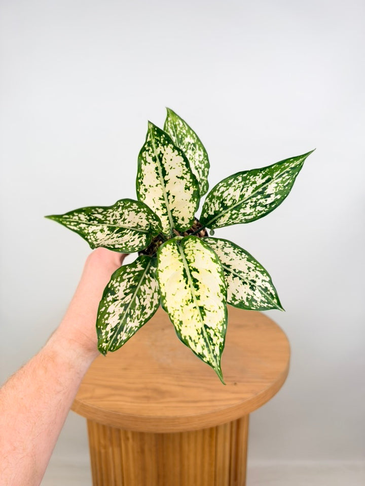 Aglaonema Commutatum - Thai Snowflake