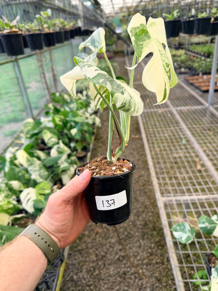 Handpicked #137 - Monstera Deliciosa Borsigiana Variegated Albo
