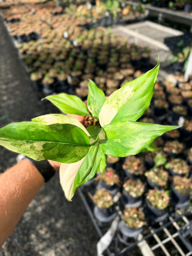 Handpicked #75 -Aglaonema Modestum Variegata