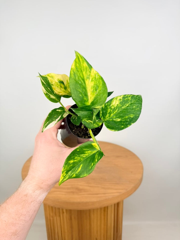 Epipremnum Aureum - Devils Ivy