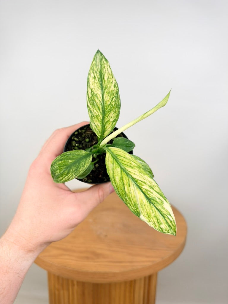 Spathiphyllum Sensation Variegata