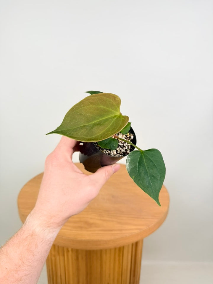 Anthurium Portillae