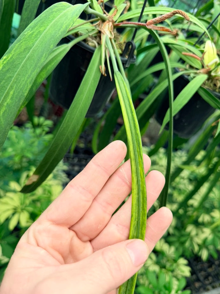 Handpicked #16 - Anthurium Vittariifolium Variegata