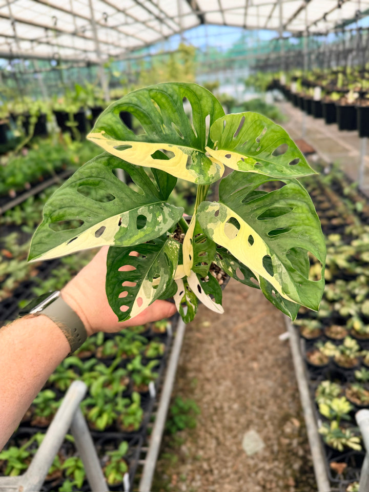 Handpicked #127 - Monstera Adansonii - Monkey Mask - Variegated Albo - Double Planted