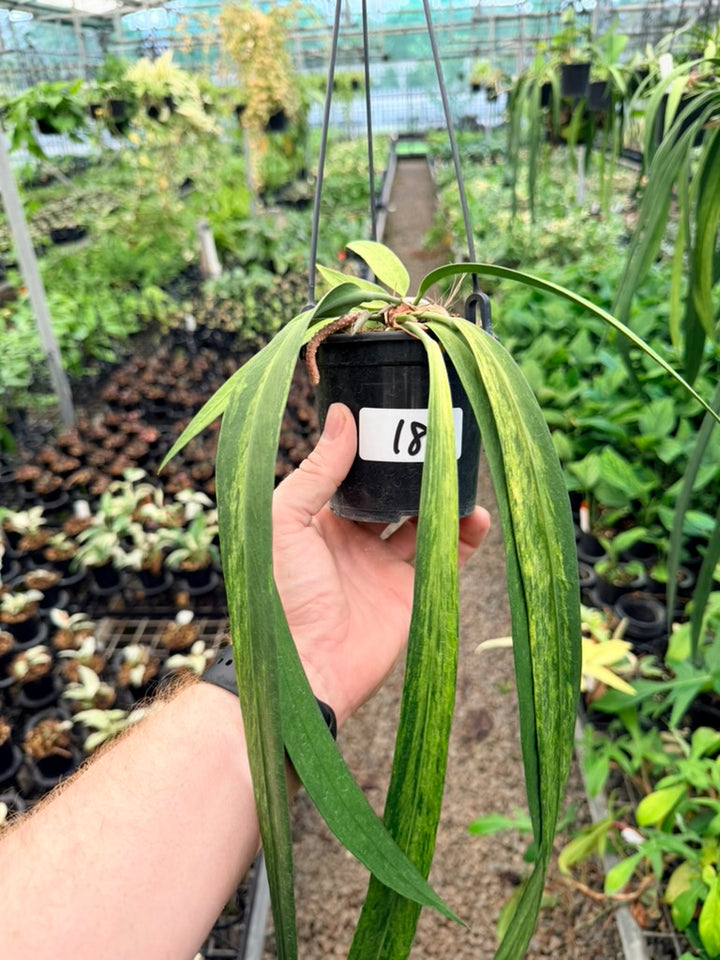 Handpicked #18 - Anthurium Vittariifolium Variegata