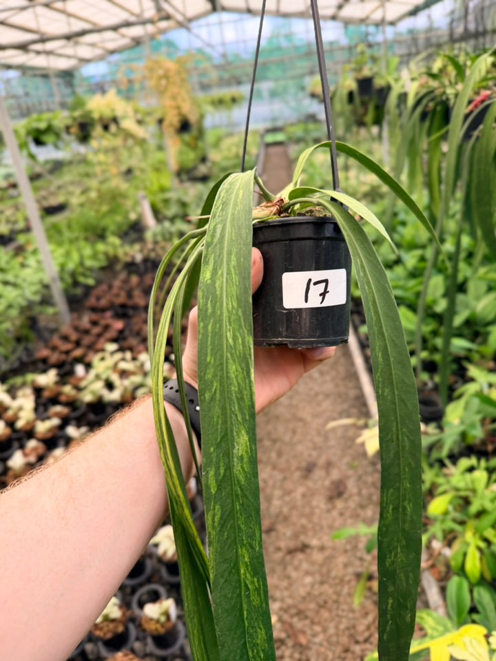 Handpicked #17 - Anthurium Vittariifolium Variegata