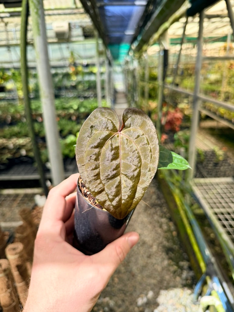 Anthurium Ace of Spades X Anthurium Papillilaminum