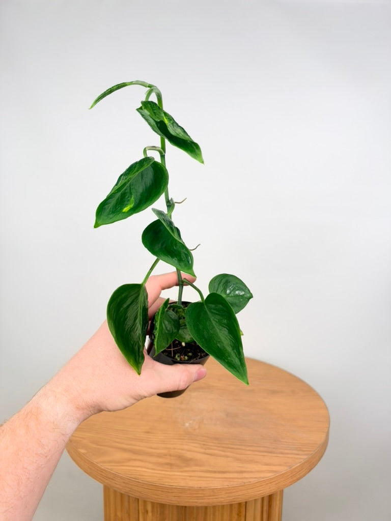 Epipremnum Aureum - Shangri La