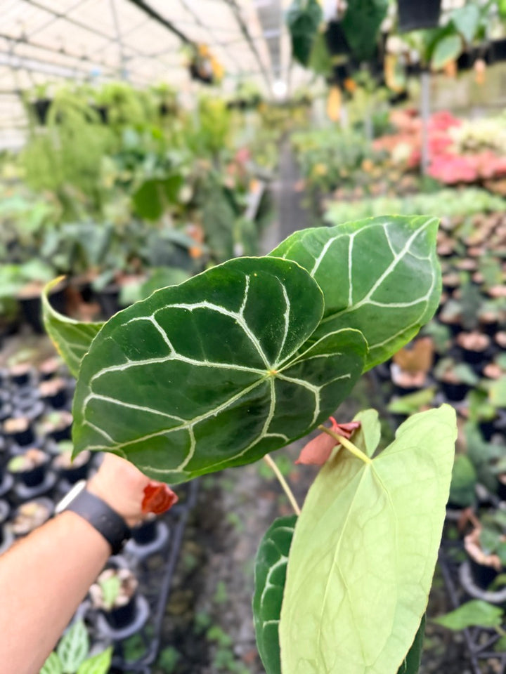 Handpicked #132 -  Anthurium Crystallinum - Multi Headed