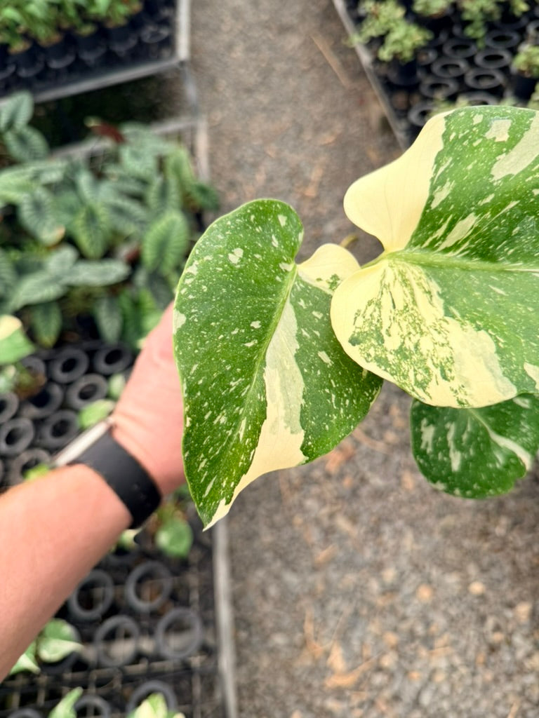 Handpicked #52 - Monstera Deliciosa - Thai Constellation