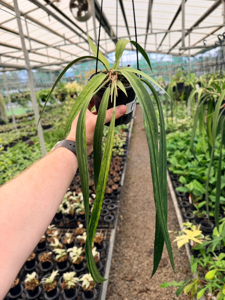 Handpicked #17 - Anthurium Vittariifolium Variegata