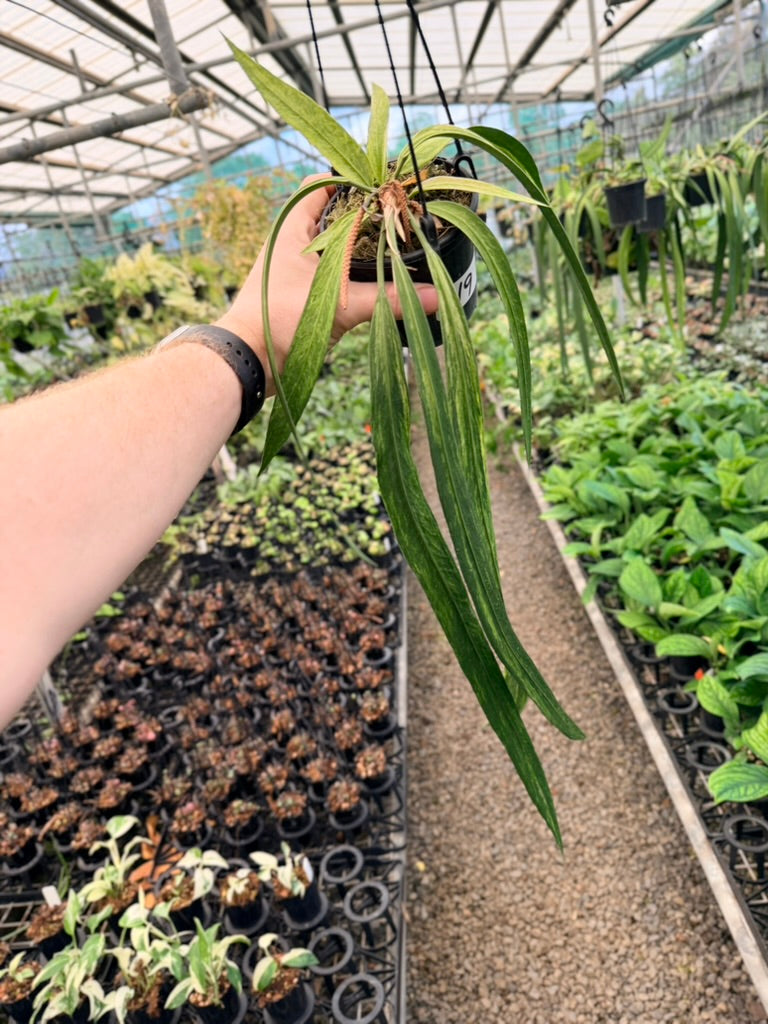 Handpicked #19 - Anthurium Vittariifolium Variegata