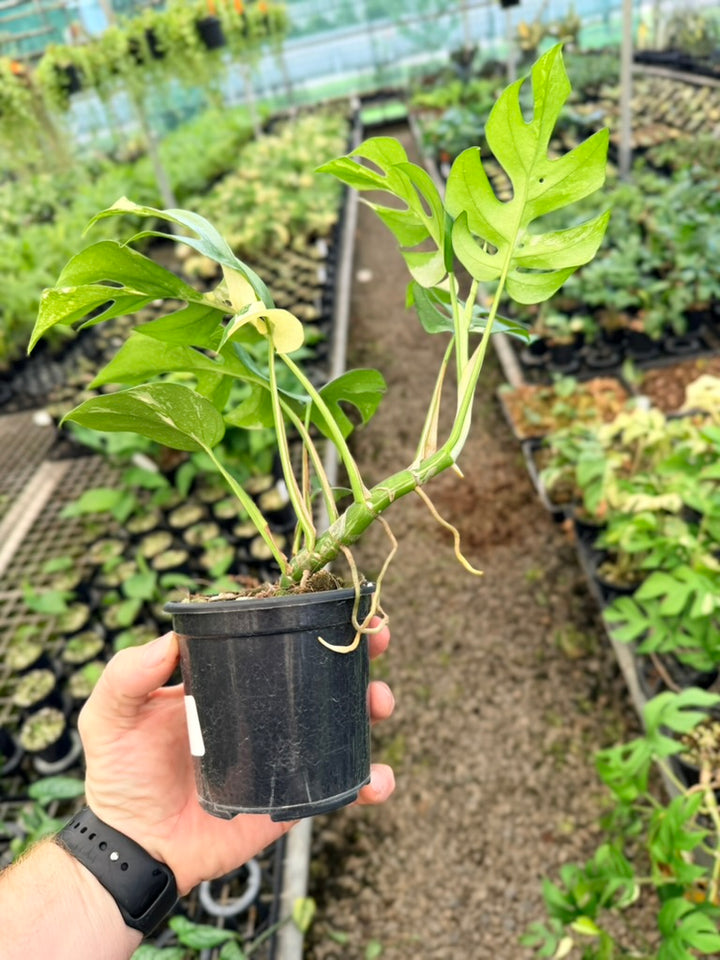 Handpicked #15 - Rhaphidophora Tetrasperma Variegata Albo