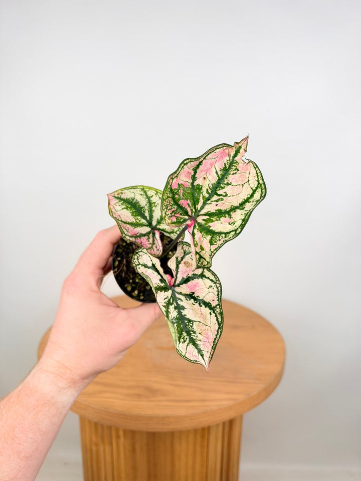 Caladium Bicolor - Purple Light
