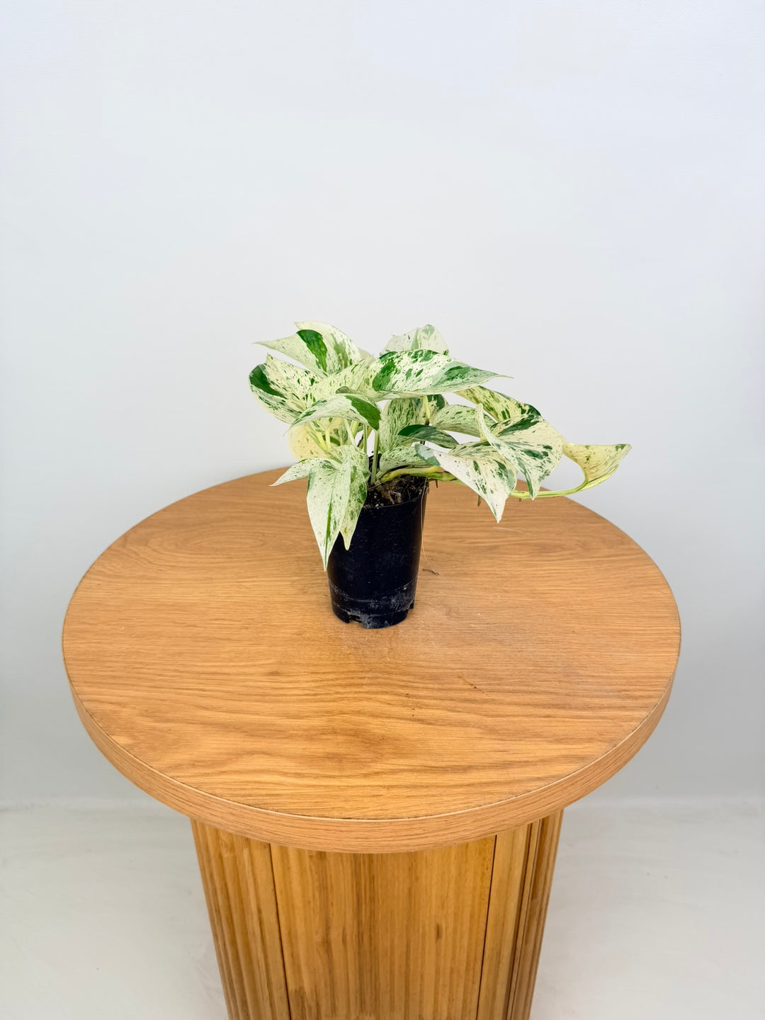 Epipremnum Aureum - Marble Queen
