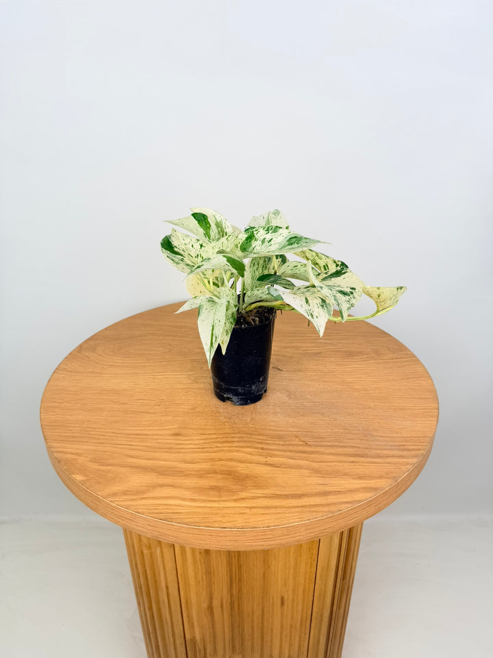 Epipremnum Aureum - Marble Queen
