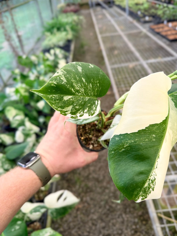 Handpicked #133 - Monstera Deliciosa Borsigiana Variegated Albo