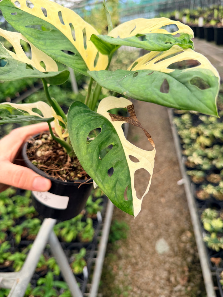 Handpicked #128 - Monstera Adansonii - Monkey Mask - Variegated Albo - Double Planted