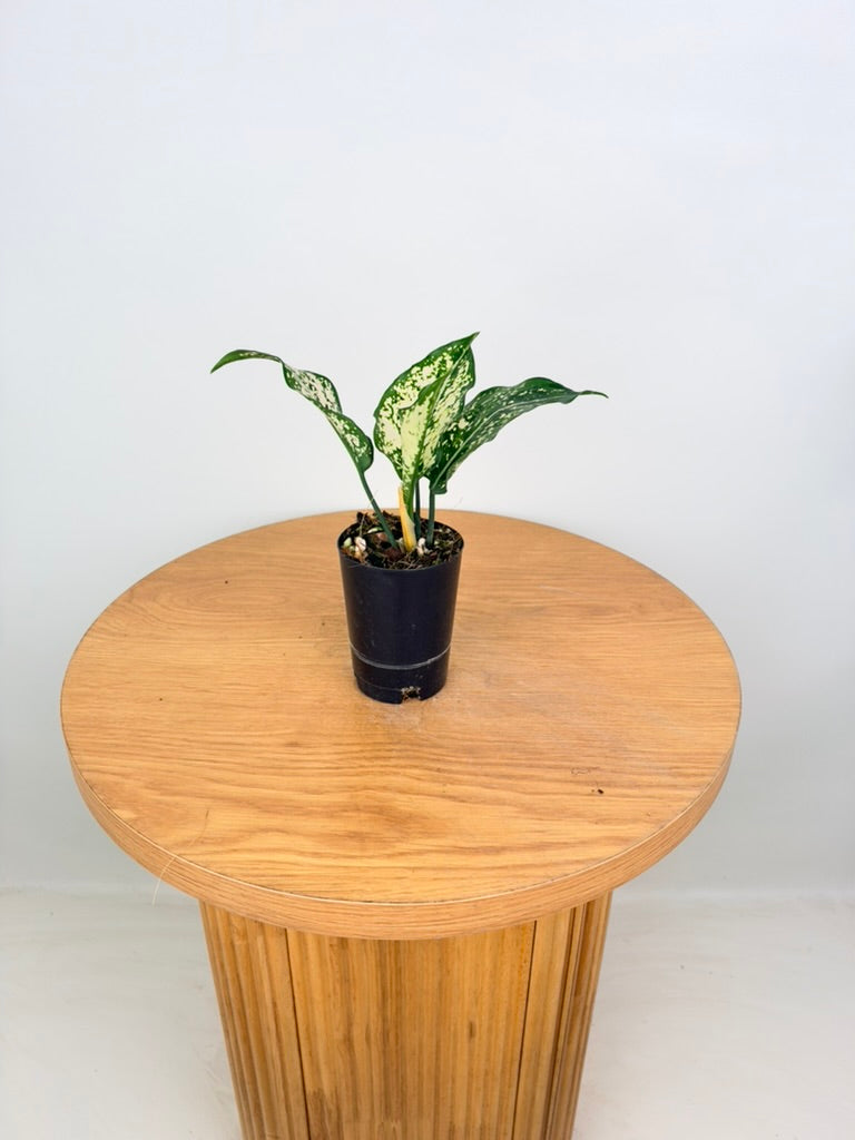 Aglaonema Commutatum - Thai Snowflake