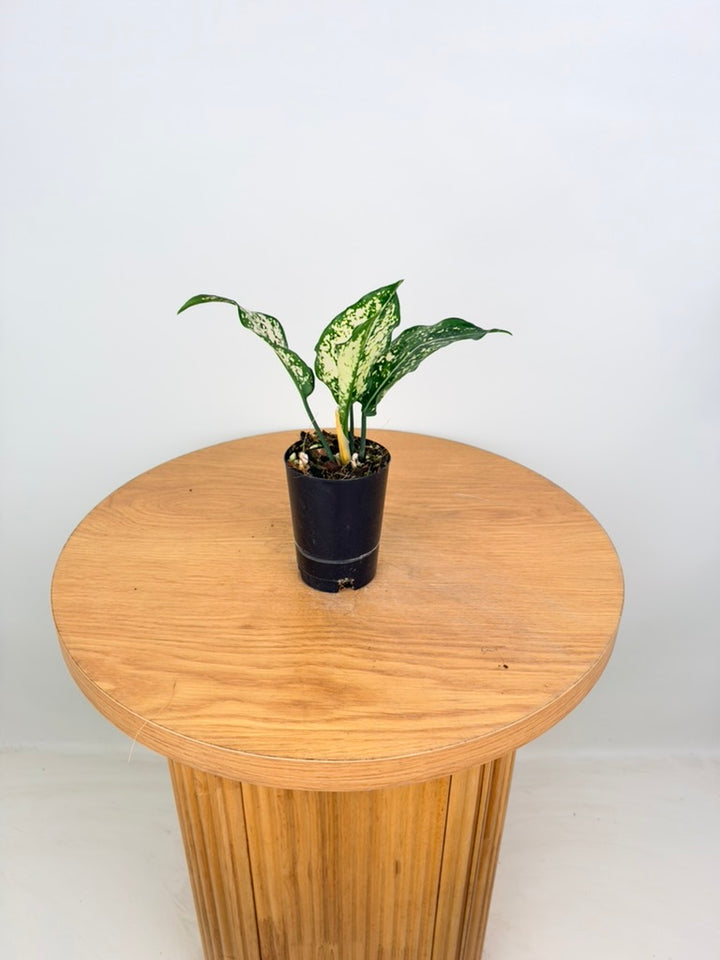 Aglaonema Commutatum - Thai Snowflake