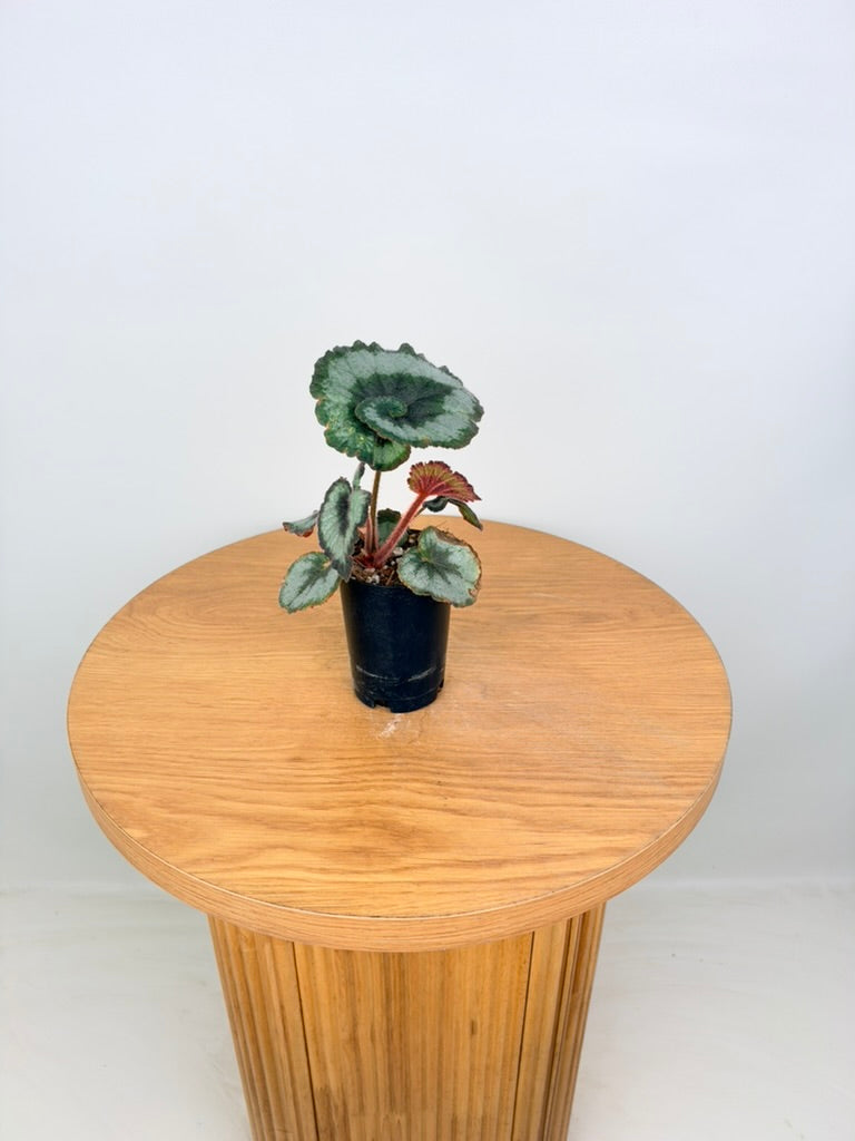 Begonia Rex - Escargot - Imperfect Foliage