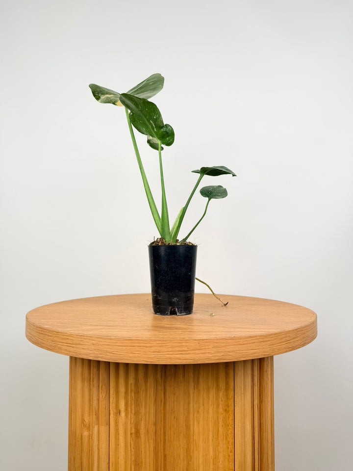 Monstera Deliciosa - Thai Constellation - Random Selection - Imperfect Foliage
