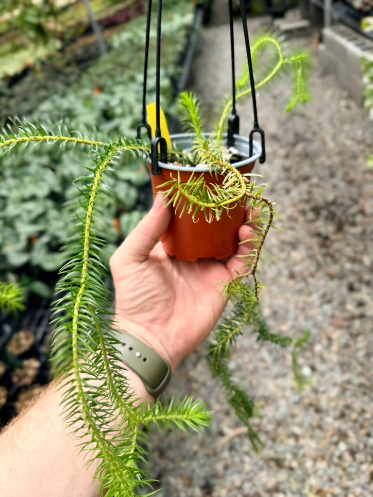 Handpicked #38 - Phlegmariurus squarrosus [Huperzia Squarrosa] - QLD Fine Rock Tassel Fern