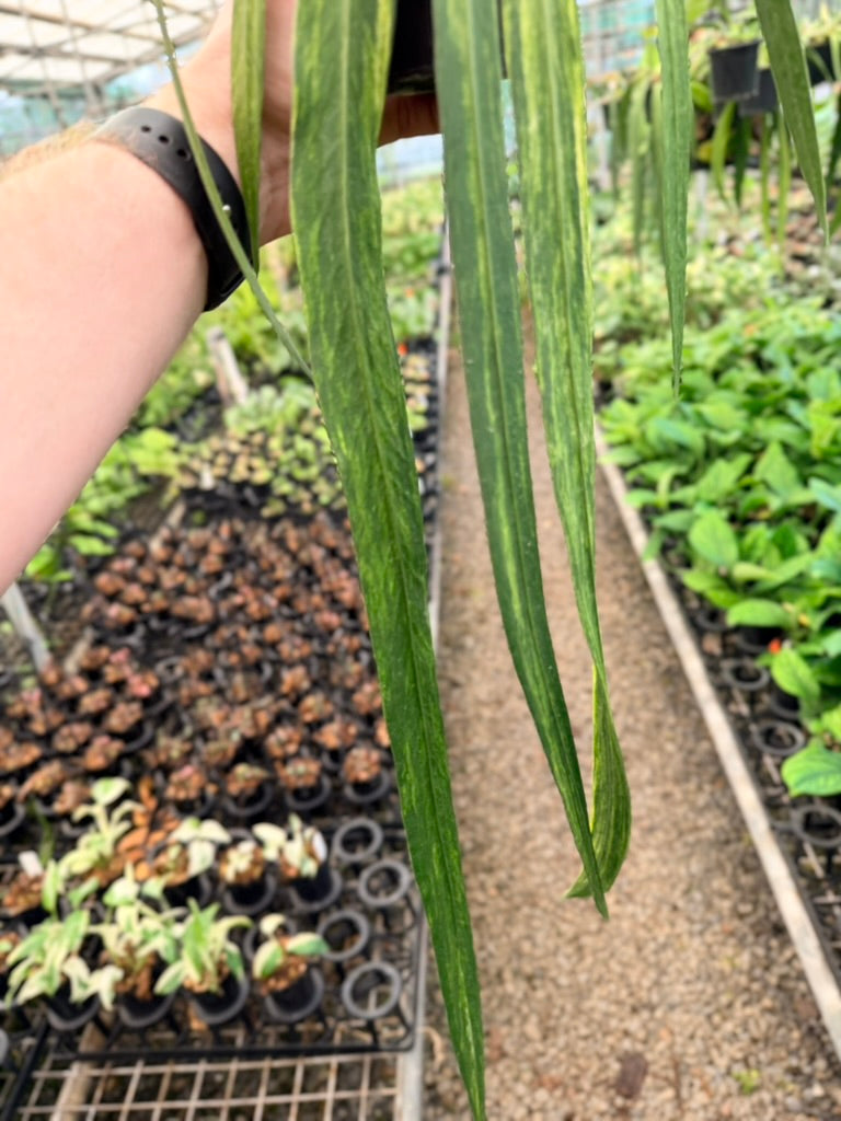 Handpicked #19 - Anthurium Vittariifolium Variegata