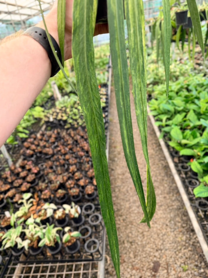 Handpicked #19 - Anthurium Vittariifolium Variegata